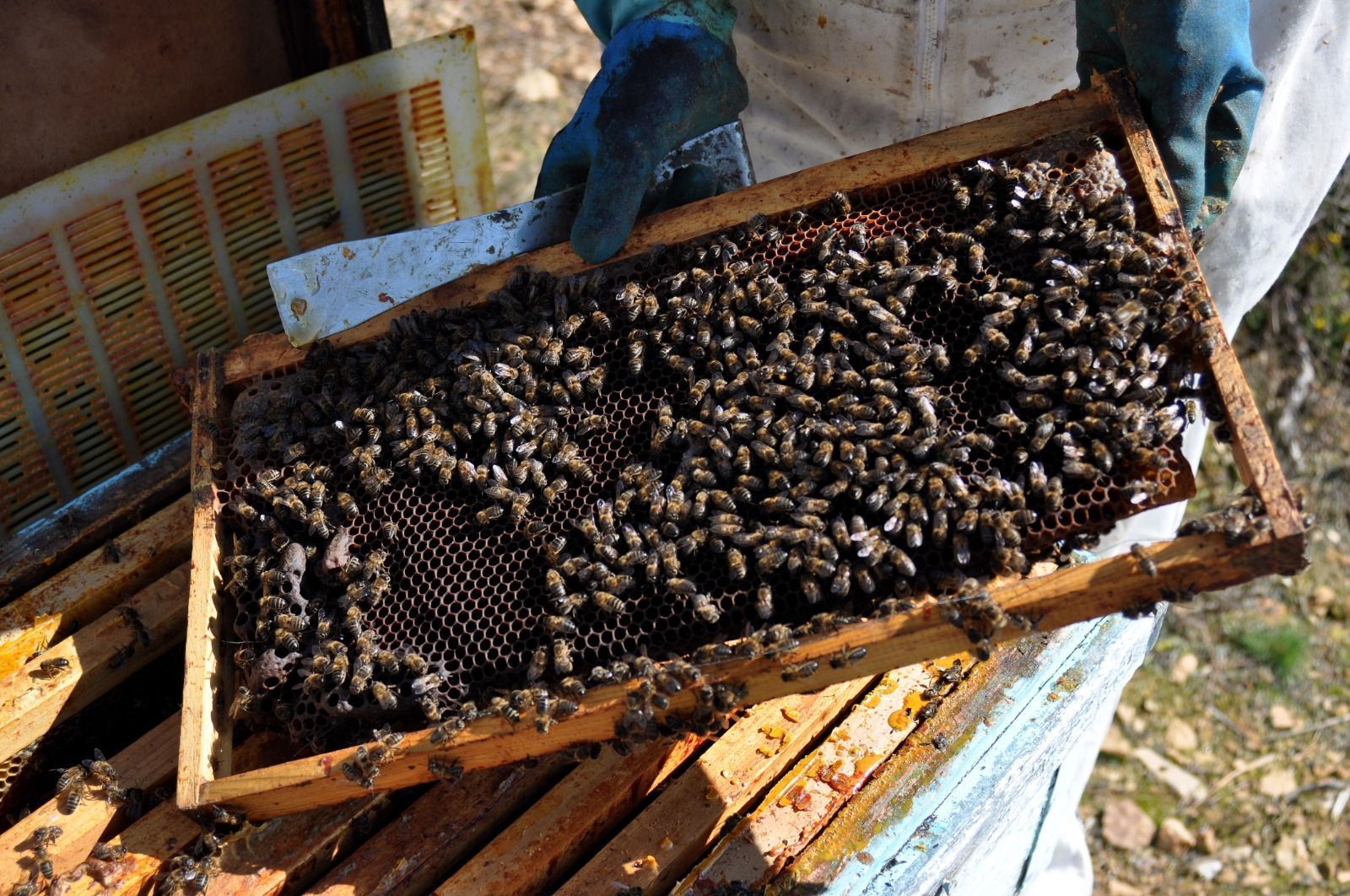 Todo sobre la Miel de Brezo Apiespinosa de Burgos