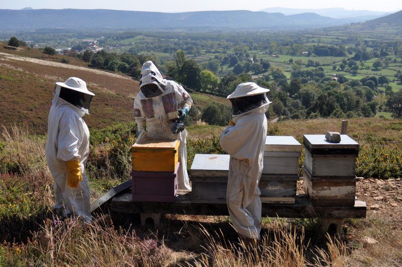 Todo sobre la Miel de Brezo Apiespinosa de Burgos