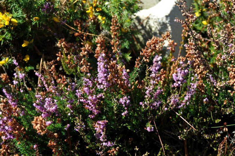 Todo sobre la Miel de Brezo Apiespinosa de Burgos