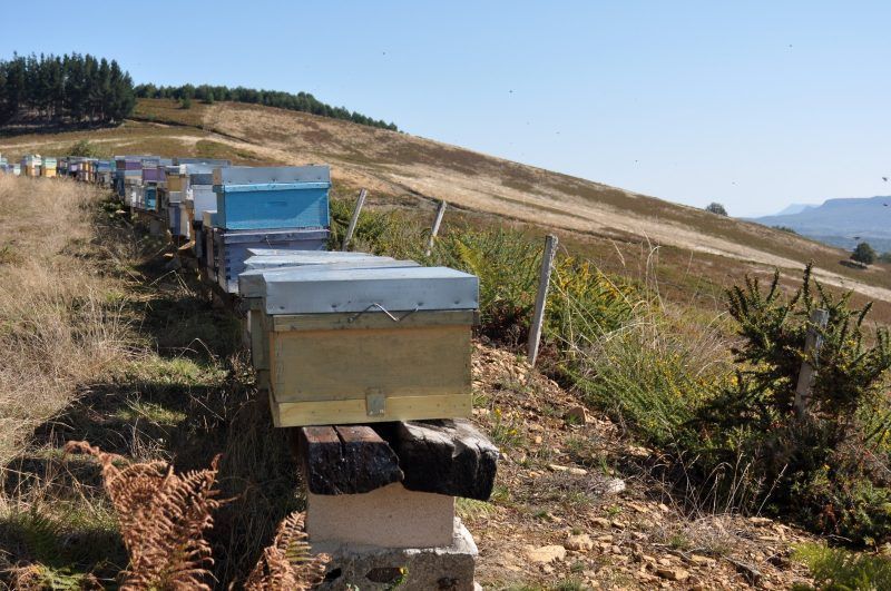 Todo sobre la Miel de Brezo Apiespinosa de Burgos
