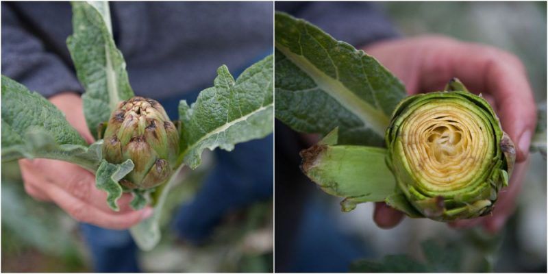 verduras de invierno
