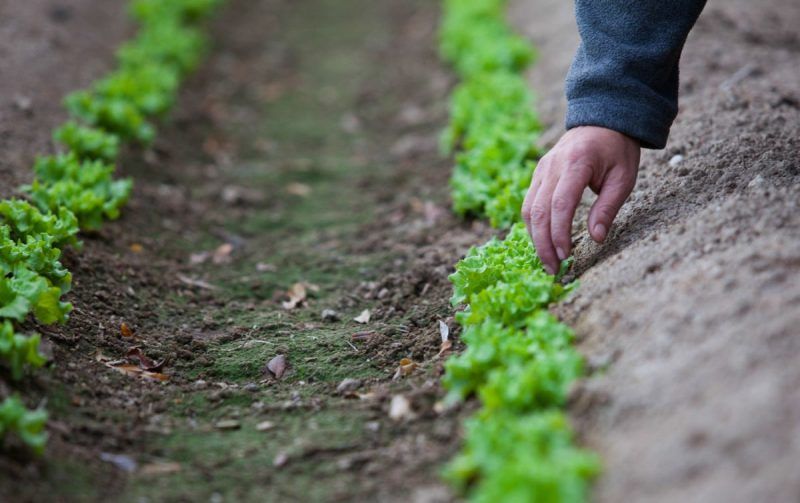 verduras de invierno