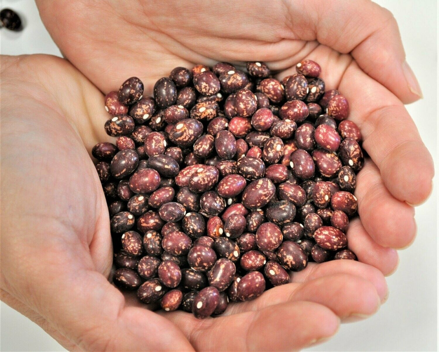 alubia pinta alavesa