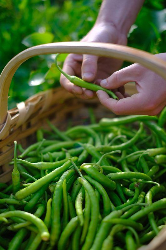 Guindillas de Ibarra